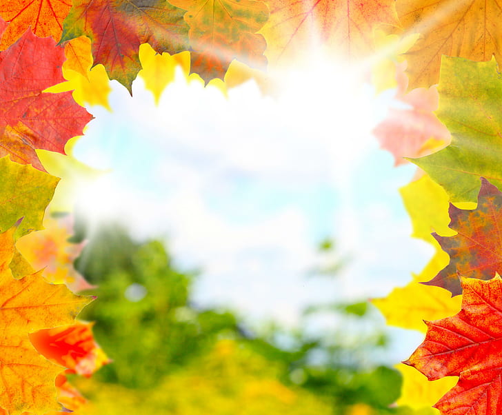 Shiny Autumn Day, autumn, sunshine, colorful, nature, fall, fall-leaves, leaves, HD wallpaper