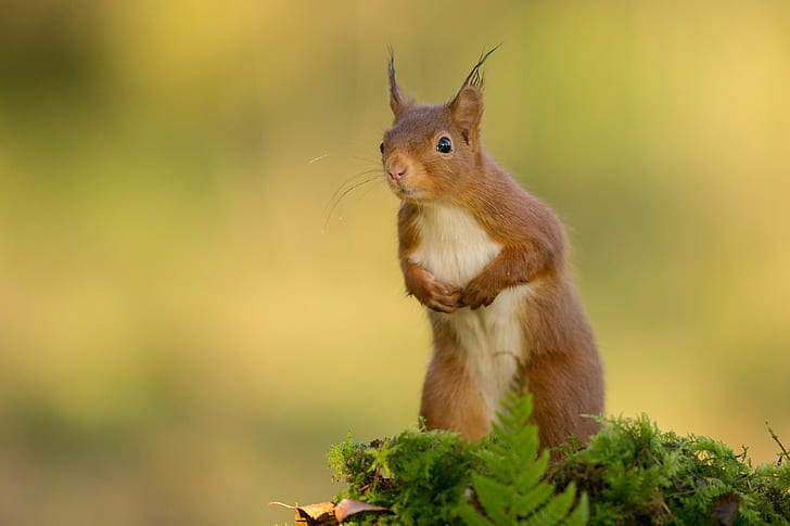 Red squirrel, white and brown squirrel, grass, moss, leaves, squirrel, Red, stand, HD wallpaper