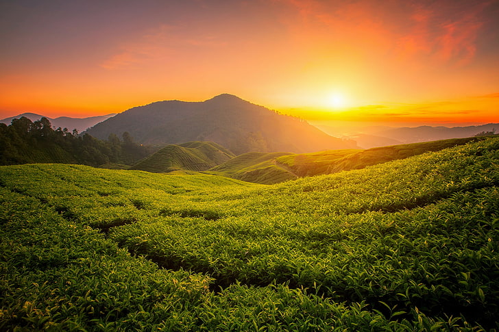 landscape, mountains, nature, sunrise, tea, plant, HD wallpaper