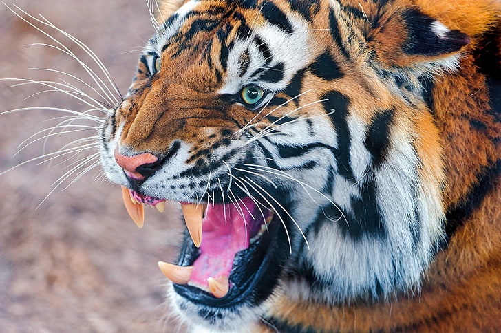 Brown tiger, aggression, tiger, face, predator, HD wallpaper |  Wallpaperbetter