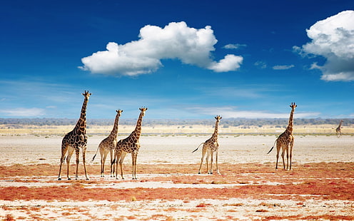 herd of giraffe, giraffes, animals, clouds, landscape, Africa, nature, HD wallpaper HD wallpaper