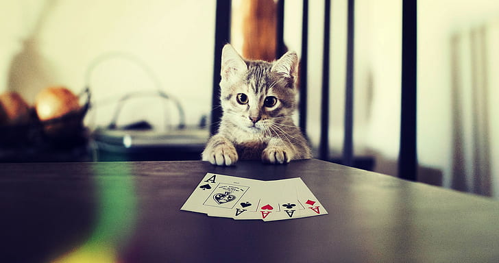 Kociak gra w pokera, srebrny pręgowany kotek; karta asa do pokera, kotek, kot, mapy, łapy, poker, Tapety HD
