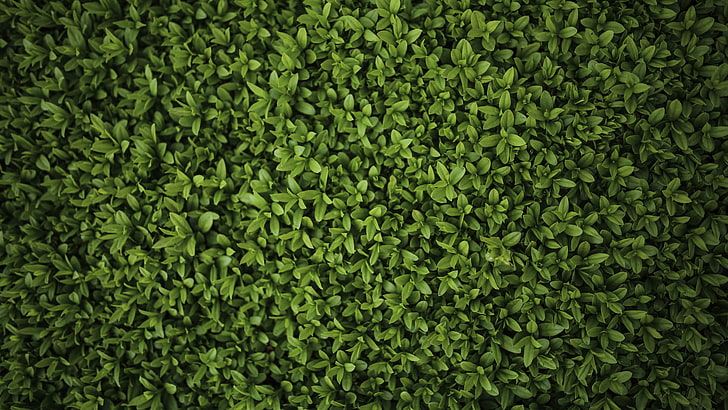 plantas de hoja verde, hojas, verde, 4k, Fondo de pantalla HD