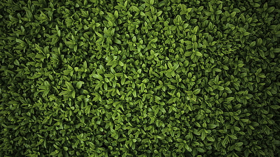 緑の葉の植物、葉、緑、4k、 HDデスクトップの壁紙 HD wallpaper
