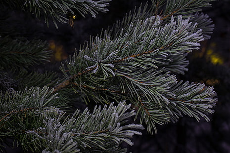 green pine tree, spruce, branches, needles, HD wallpaper HD wallpaper