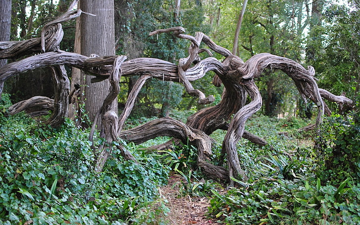 Treibholz im Wald, Holz, Wald, Bäume, Natur, HD-Hintergrundbild