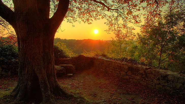 brown tree trunk and sun set, trees, sunlight, point of view, landscape, HD wallpaper