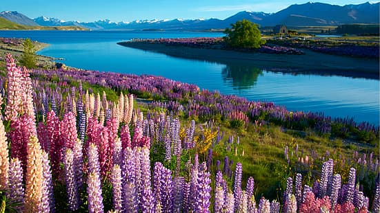 nature, paysage, lac, fleurs, plantes, herbe, eau, montagnes, maison, ciel, lac Tekapo, Nouvelle-Zélande, Fond d'écran HD HD wallpaper