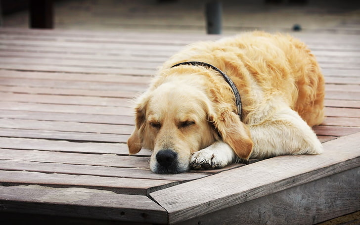 adult golden retriever, dogs, sleeping, wood floor, rest, HD wallpaper