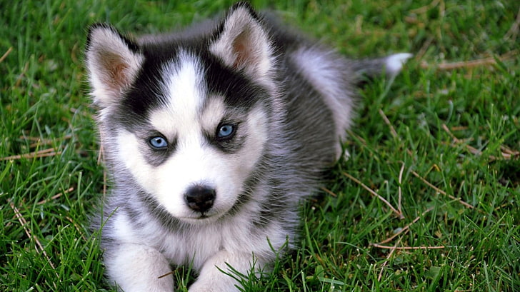 Siberian husky puppy, Siberian Husky, anakan, bayi binatang, anjing, binatang, Wallpaper HD