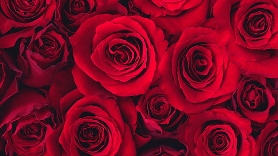 букет, роза, цвете, розов, флорален, цветя, цвят, венчелистче, Валентин, любов, рози, венчелистчета, подарък, растение, романтика, сватба, разцвет, листо, пролет, флора, рожден ден, декорация, ден, цъфтящ, романтичен, пъпка, празник, годишнина, HD тапет HD wallpaper