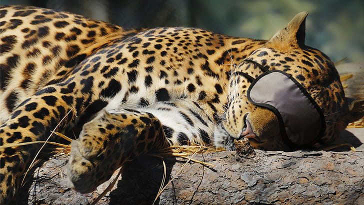Leopard Sleeping Leopard Sleeping HD, животни, леопард, спи, HD тапет