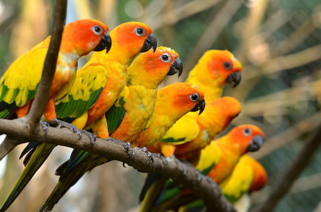 Aves, Papagaio, Pássaro, Periquito Do Sol, HD papel de parede HD wallpaper