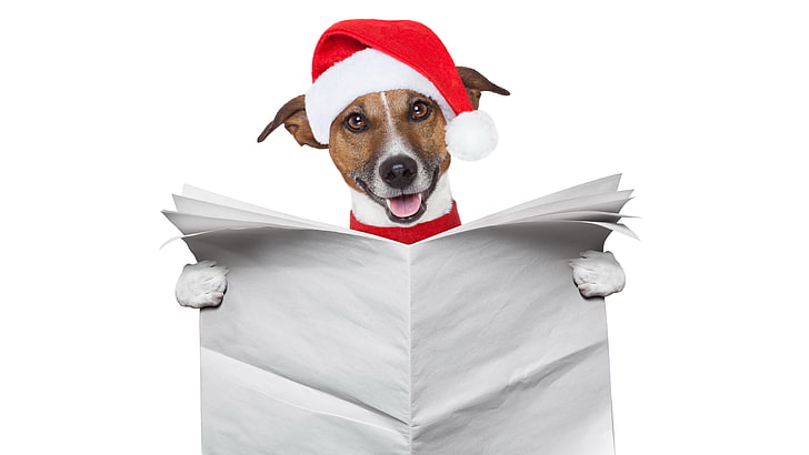 Christmas news, red, craciun, christmas, paw, caine, creative, animal, hat, card, santa, jack russell terrier, funny, paper, white, dog, HD wallpaper