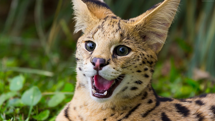 cheetah, photography of tan and black polka-dot wild animal, cat, animals, serval, HD wallpaper