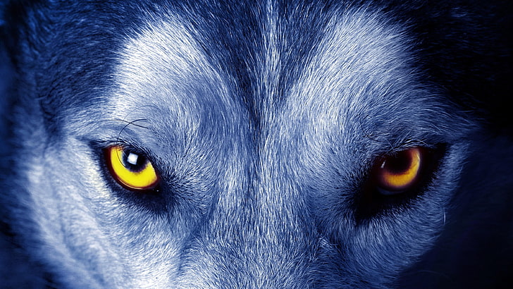 黄色いオオカミの目、目、目、外観、野生、野生動物、 HDデスクトップの壁紙