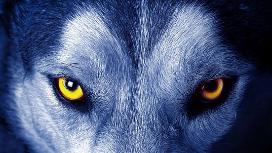 olhos de lobo amarelo, olho, olhos, olhar, selvagem, animal selvagem, HD papel de parede HD wallpaper