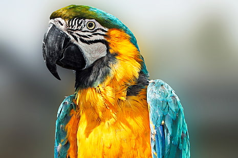 yellow and green parrot, parrot, bird, feathers, beak, color, HD wallpaper HD wallpaper