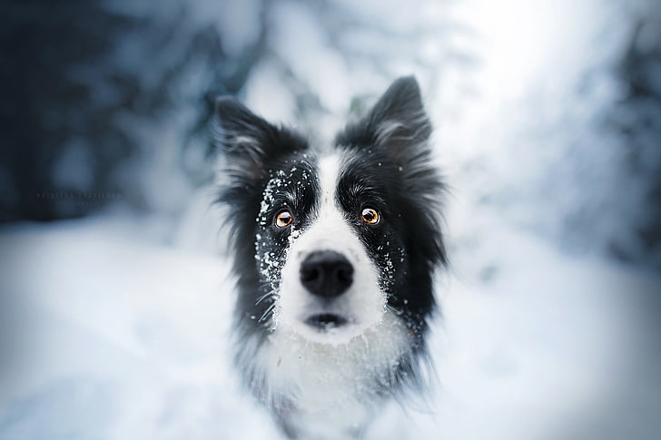 adulto preto e branco border collie, animais, cachorro, rosto, neve, HD papel de parede