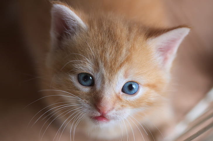 オレンジタビー子猫、子猫、オレンジタビー、猫、動物、ペット、屋内、ペット、飼い猫、かわいい、見ている、哺乳類、小、若い動物、毛皮、 HDデスクトップの壁紙
