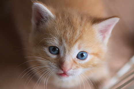 orange tabby kitten, Kitten, orange tabby, cat, animal, pet, indoor, pets, domestic Cat, cute, looking, mammal, small, young Animal, fur, HD wallpaper HD wallpaper