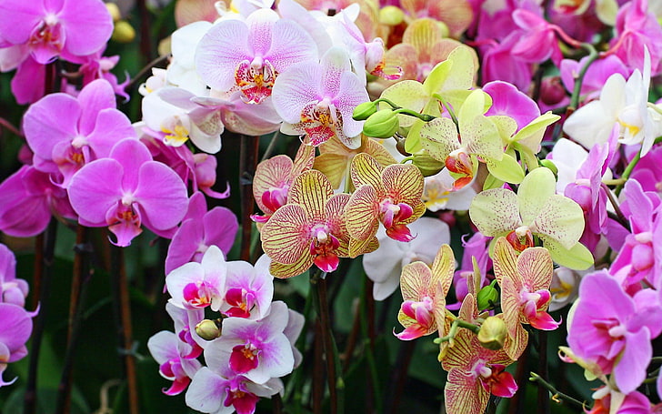 lila und weiße Mottenorchideenblume, Orchideen, Blumen, Blumenblätter, Flecke, HD-Hintergrundbild