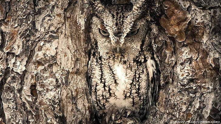 gray owl, nature, owl, animals, camouflage, HD wallpaper