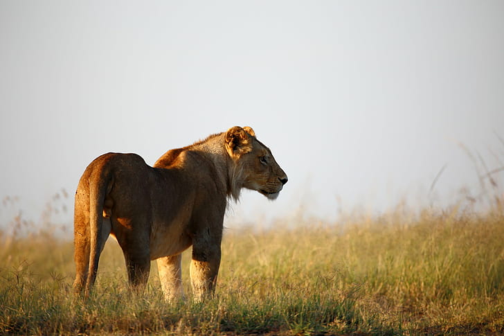 photo de Lion pendant la journée, photo, Lion, jour, animal, afrique sauvage, masai mara, à l'extérieur, big5, créature, rhinocéros, noir, mâle alpha, lion - Félin, safari Animaux, faune, afrique, animaux à l'état sauvage, nature, savane, Afrique de l'est, lionne, mammifère, kenya, safari, plaine, herbe, Fond d'écran HD