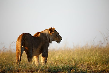 昼間のライオンの写真、写真、ライオン、昼間、動物、野生アフリカ、マサイマラ、屋外、big5、生き物、サイ、黒、アルファオス、ライオン-ネコ、サファリ動物、野生動物、アフリカ、野生の動物、自然、サバンナ、東アフリカ、雌ライオン、哺乳類、ケニア、サファリ、平野、草、 HDデスクトップの壁紙 HD wallpaper