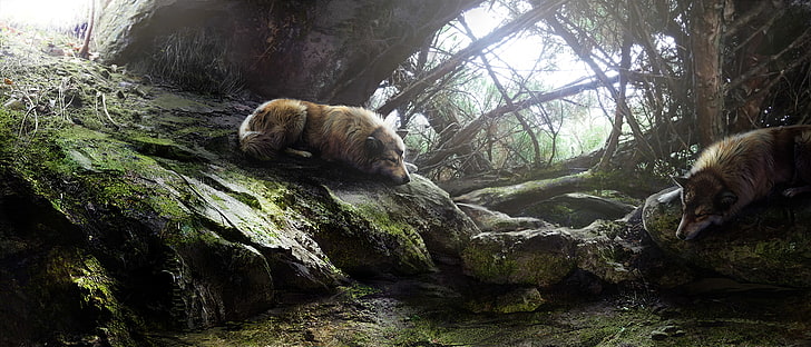nature, wolf, sleeping, HD wallpaper