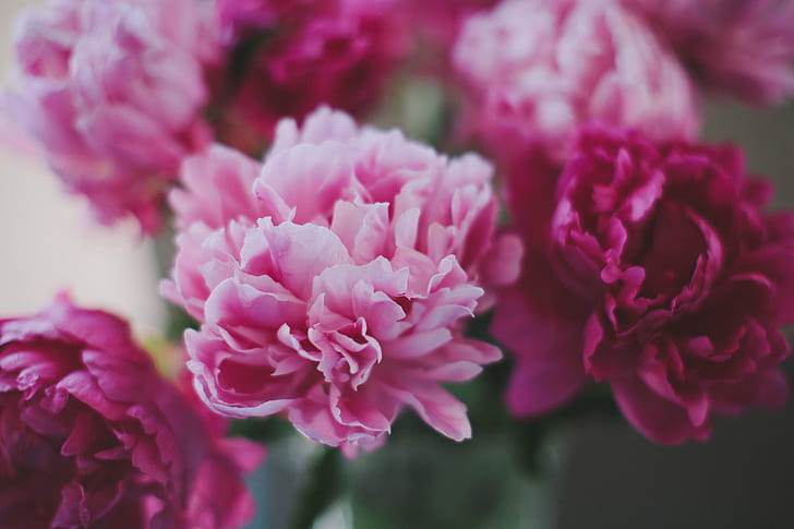 ดอกไม้, ดอกโบตั๋น, ธรรมชาติ, ดอกไม้สีชมพู, วอลล์เปเปอร์ HD