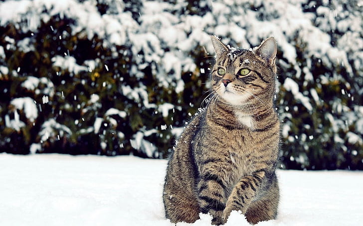 Winter Snow Cat Look, winter, snow, look, HD wallpaper