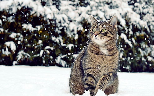 Winter Snow Cat Look, invierno, nieve, mira, Fondo de pantalla HD HD wallpaper