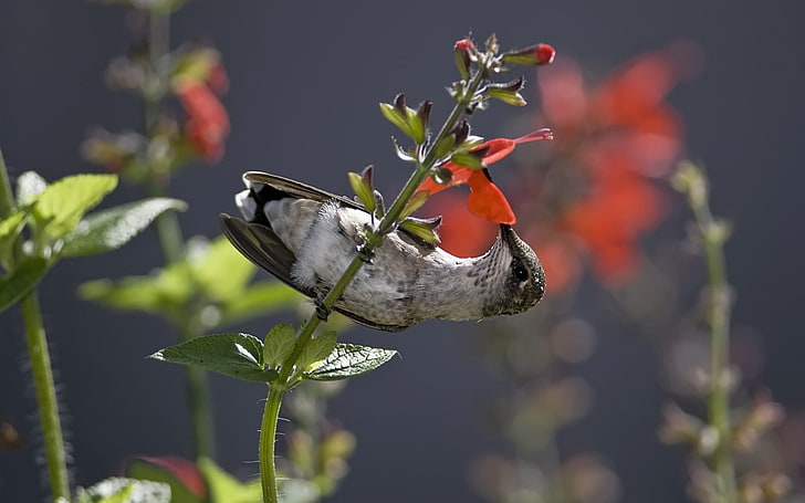 gray and black hummingbird, hummingbird, bird, stem, flower, nectar, food, HD wallpaper