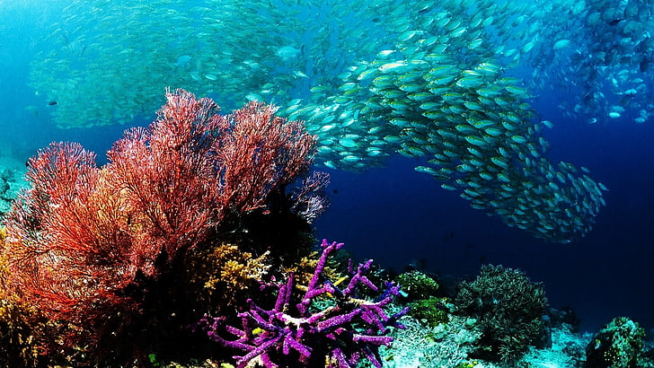 animals, colors, detail, fishes, life, nature, ocean, photography, reef, school, sea, swim, underwater, water, HD wallpaper