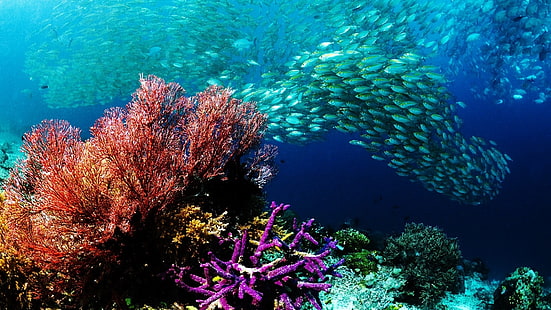 動物、色、詳細、魚、生活、自然、海、写真、サンゴ礁、学校、海、泳ぐ、水中、水、 HDデスクトップの壁紙 HD wallpaper