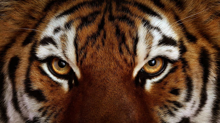 djur, tiger, ögon, närbild, HD tapet