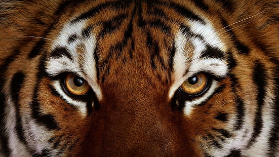 animales, tigre, ojos, primer plano, Fondo de pantalla HD HD wallpaper