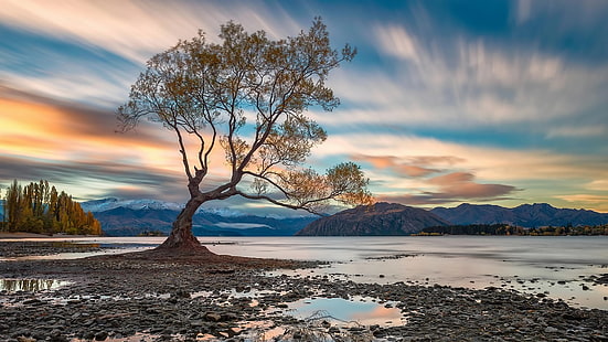 ワナカ湖、空、柳、木、ニュージーランド、孤独な木、水、雲、湖、朝、風景、 HDデスクトップの壁紙 HD wallpaper