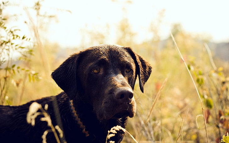 adult chocolate Labrador retriever, dog, muzzle, grass, light, HD wallpaper