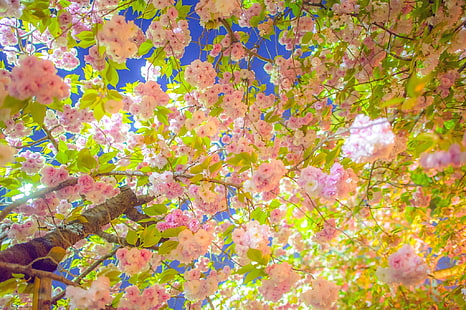 розово оцветено цвете, фотография, цветя, черешов цвят, HD тапет HD wallpaper