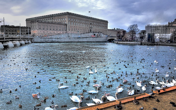 istana, kolam, kerajaan, stockholm, angsa, Wallpaper HD
