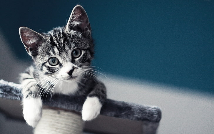 close-up photography of gray tabby kitten, cat, baby, blurred, macro, kittens, pet, HD wallpaper