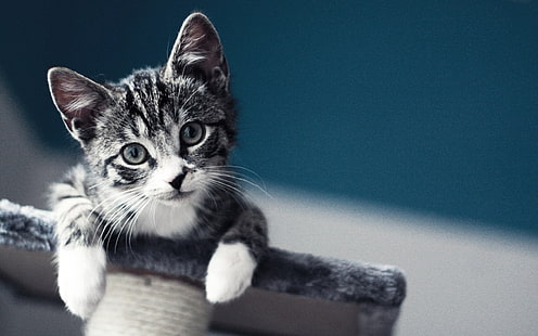 fotografia ravvicinata di tabby grigio gattino, gatto, bambino, sfocato, macro, gattini, animale domestico, Sfondo HD HD wallpaper