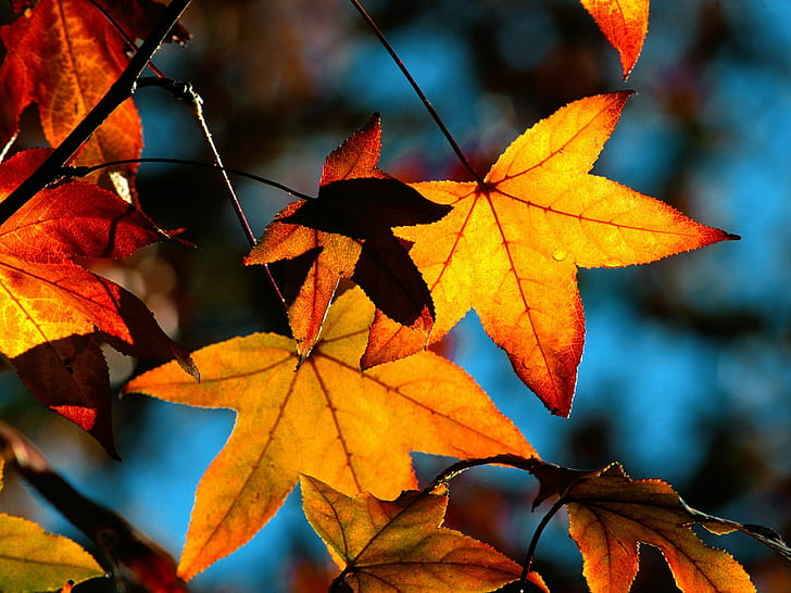 Colors Of Fall HD, maple leaf, nature, landscape, colors, fall, HD wallpaper