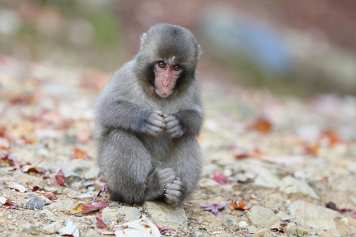Japanese macaque monkey, leaves, Japanese macaque, snow monkey, sits, HD wallpaper