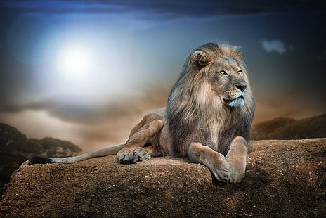 beasts, king, lion, portrait, HD wallpaper HD wallpaper