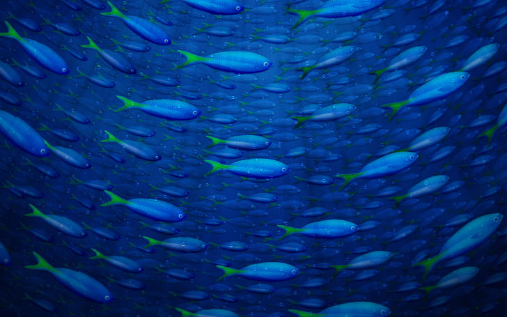 أسماك تحت الماء وأسماك تحت الماء، خلفية HD