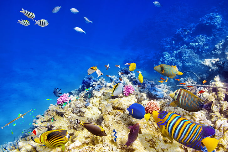 cardumen de peces variados, peces, el océano, mundo, mundo submarino, submarino, océano, peces, tropical, arrecife, coral, arrecife de coral, Fondo de pantalla HD