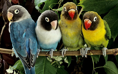 Lovebirds, lovebirds, djur och fåglar, HD tapet HD wallpaper